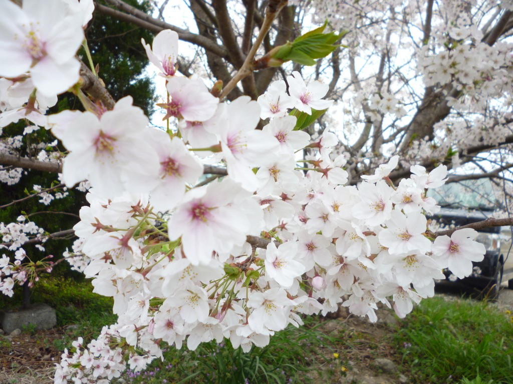 花見の様子
