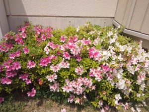 まだまだ夜は寒いですが・・・