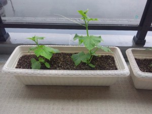 続・珊瑚農園☆