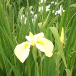 菖蒲見物20120607