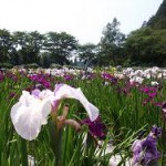 菖蒲見物201206
