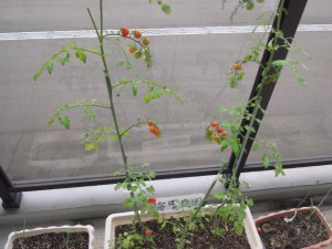 ■■トマトが食べごろ■■