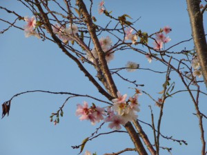 11／８　冬桜咲いてます