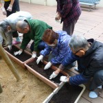 11/12チューリップの球根植え