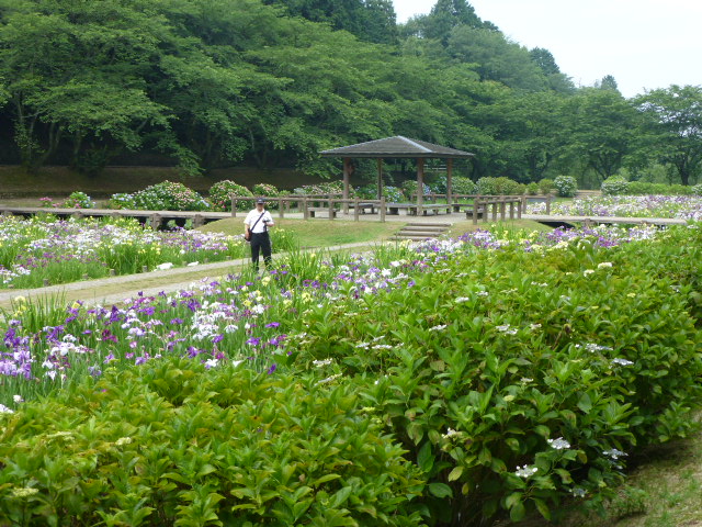 6月13日　菖蒲見学