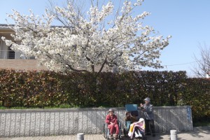 ◆近くまで桜を見に散歩に行きました(*^。^*)◆