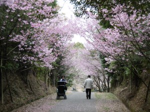 ◆お花見を楽しまれました(^^♪（滝の宮公園）
