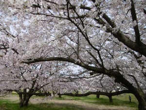◆河川敷を散歩、お花見を楽しまれました!(^^)!