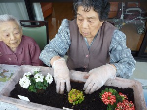 ◆花の植え替えをされました(^_^)（かがやき）◆
