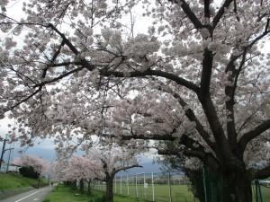 もうすぐ5月・・・