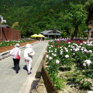 ☆芍薬見物☆　