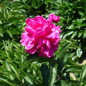 P1010547