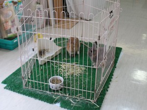 三太郎と恵姫