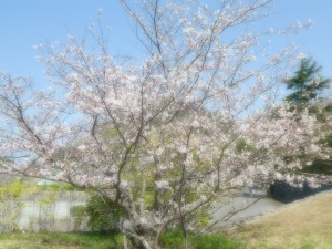 黒島公園*゜✽。+*✽ 　（´ω`*）桜*。