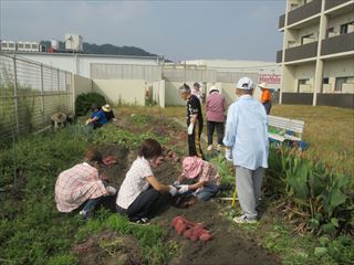 芋ほり