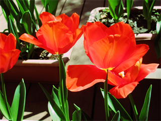 IMG_0255_R1