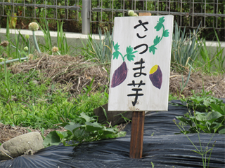 今年も元気に育ってね