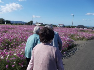 コスモス