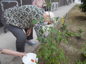 野菜の収穫