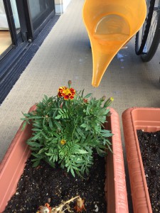 花壇に変化が、、、