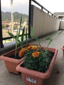 花壇の具合はどうですか？