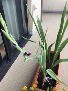 やったー！！