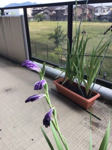 あうぅ…