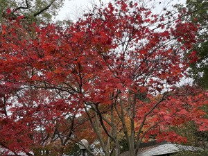 GH紅葉を見に行きました