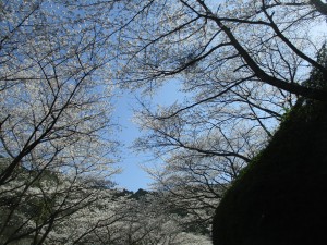 お花見ドライブ☆彡