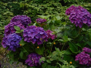 通所リハ　紫陽花ミニドライブ