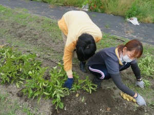 じゃが芋収穫