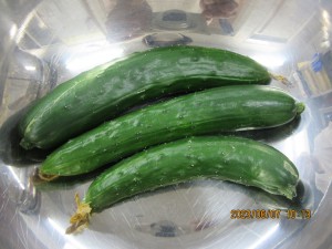 夏野菜の収穫（６月５日実施）