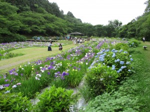 紫陽花