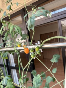 やっと・・・夏到来(≧◇≦)