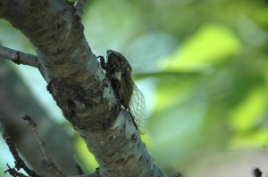 通所リハビリ