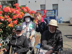 バラ見物
