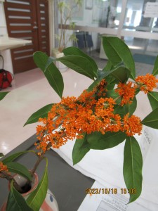 秋の花