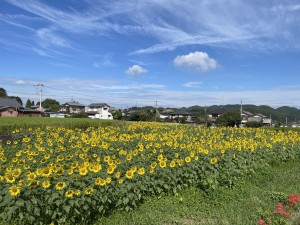 秋になりました。