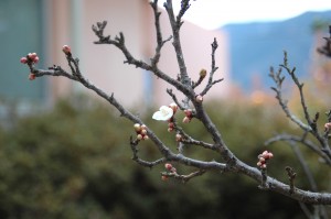 通所リハビリ