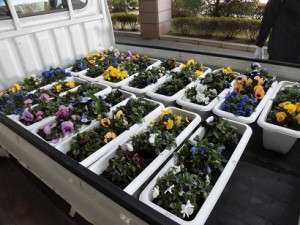 お花いただきました