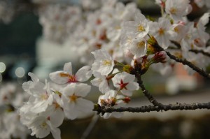 通所リハビリ
