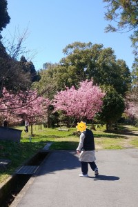 お花見
