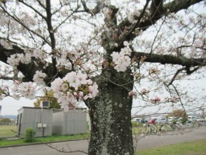 あゆみ苑・夢テラス合同お花見