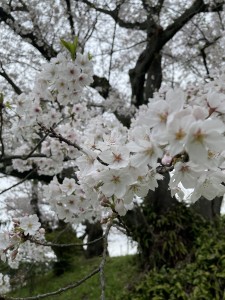 お花見