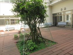 中庭