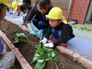 お芋の苗も植えたよ!(5月7日)