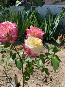 三恵荘の正面玄関にはかわいいお花が勢ぞろい