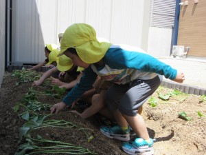 さつまいもの苗植え（６月３日実施）