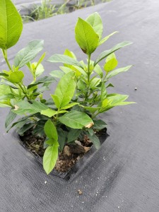 R6.7.5　生産活動の開始に向けて（追肥・農薬散布）