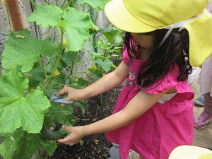 夏野菜の収穫（６月２０日実施）
